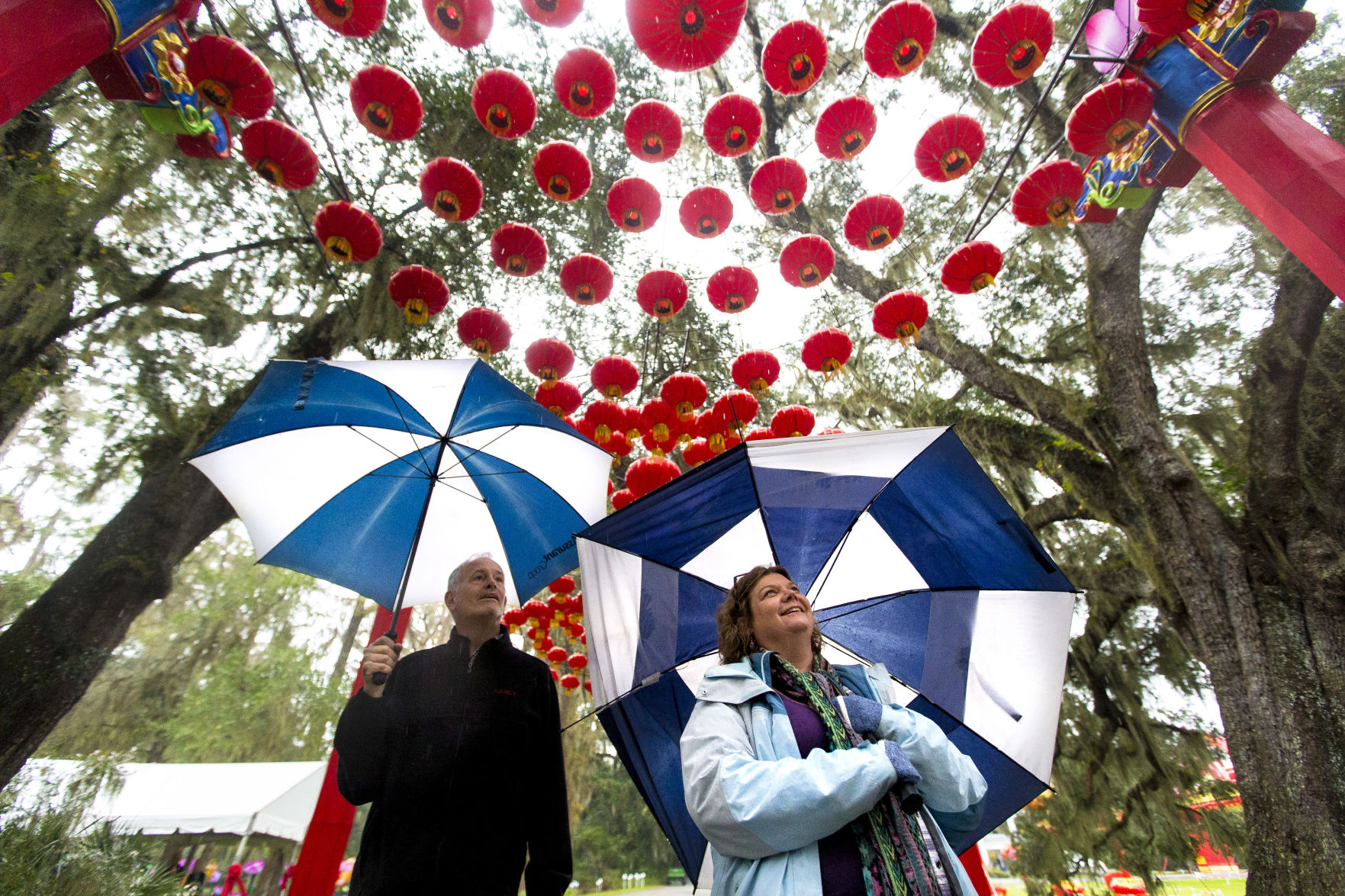 Chinese Lanterns Magnolia04.JPG